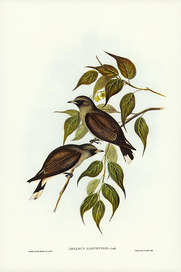 John Gould Drawing - White-vented Wood Swallow, Artamus albiventris by John Gould