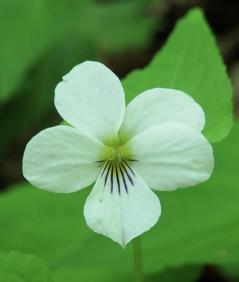 White Violet Photograph by Joshua Bales