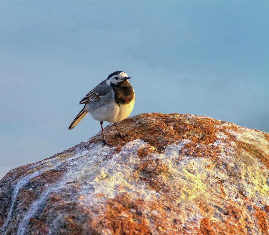 White wagtail, Motacilla alba, standing on a rock, Kalmar, Swede Photograph by Elenarts - Elena Duvernay photo