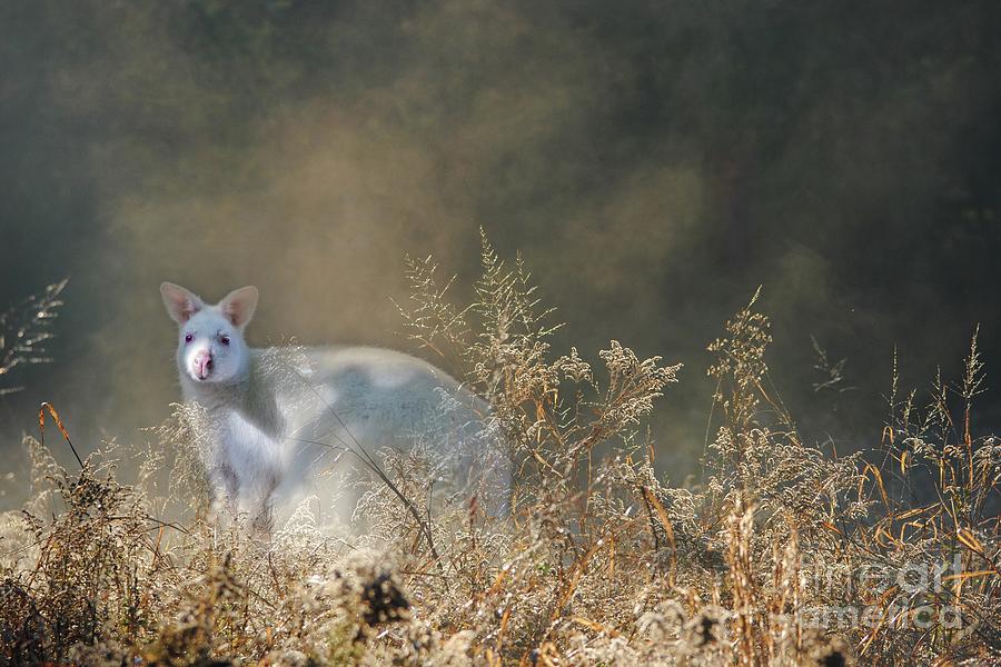 Wildlife Photograph - White Wallaby by Eva Lechner