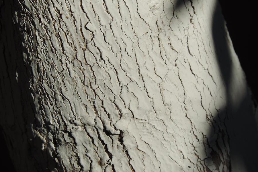 White Washed Tree Bark Texture Photograph by Bill Tomsa