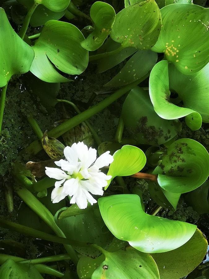 White Water Hyacinth   Photograph by Jarek Filipowicz