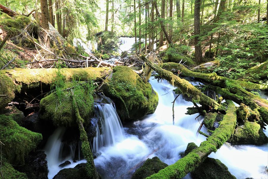 White Water in Green Forest Photograph by Paula Swanson - Fine Art America