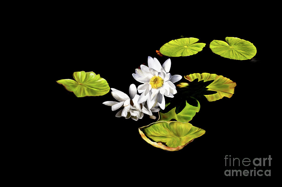 White Water Lilies Digital Art by Frances Ann Hattier