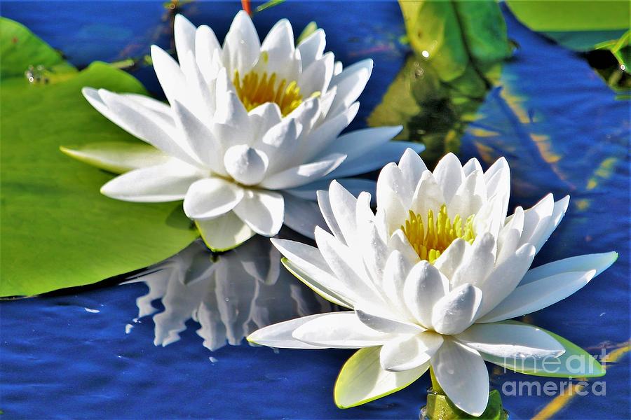 White Water Lilies Photograph by Joanne Carey