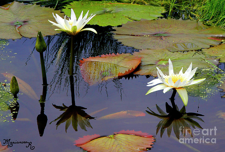 White Water Lilies Photograph by Mariarosa Rockefeller