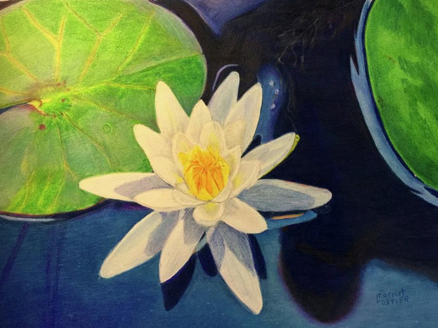 White Water Lilly Drawing by Forrest Fortier