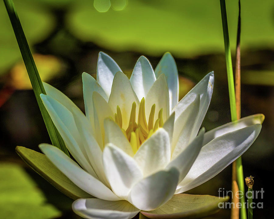 White water lily Photograph by Agnes Caruso