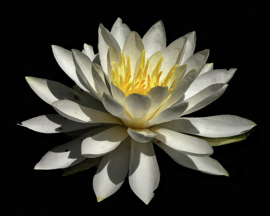 White Water Lily Photograph by Ann Bridges