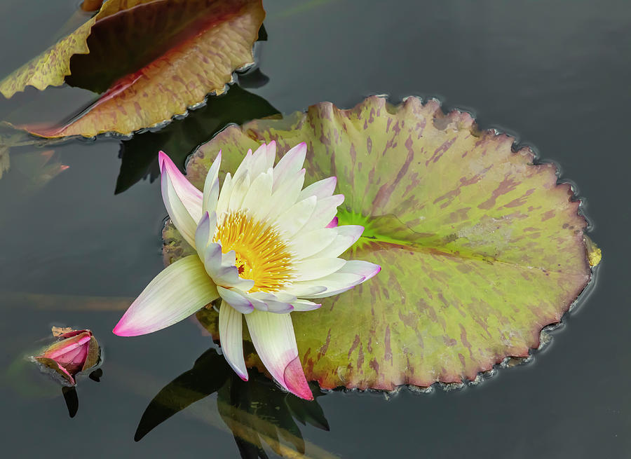 White Water Lily Photograph by Cate Franklyn