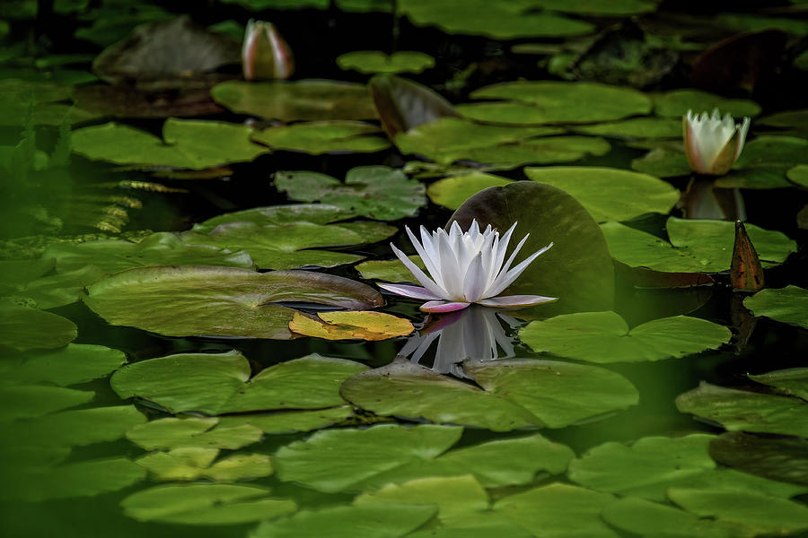 White Water Lily Photograph by Fon Denton