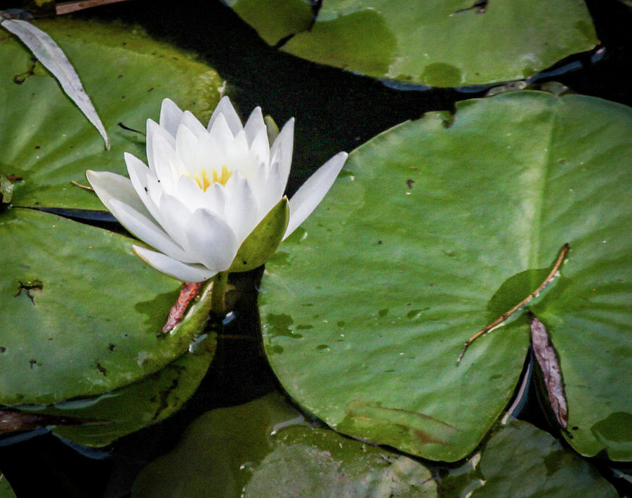 White Water Lily Photograph by Gerri Bigler