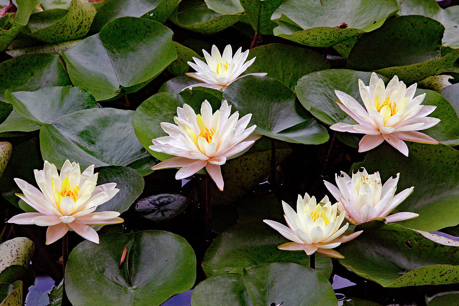 White Water Lily Photograph by Gina Fitzhugh