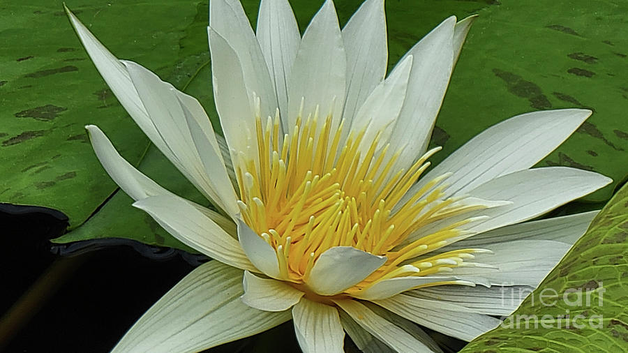 White Water Lily Photograph by Jeannie Rhode