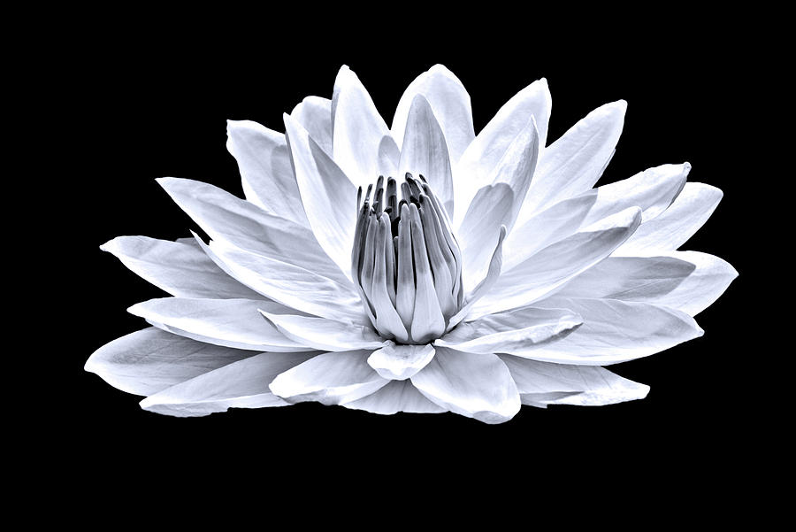White Water Lily Photograph by Jim Bradley | Fine Art America