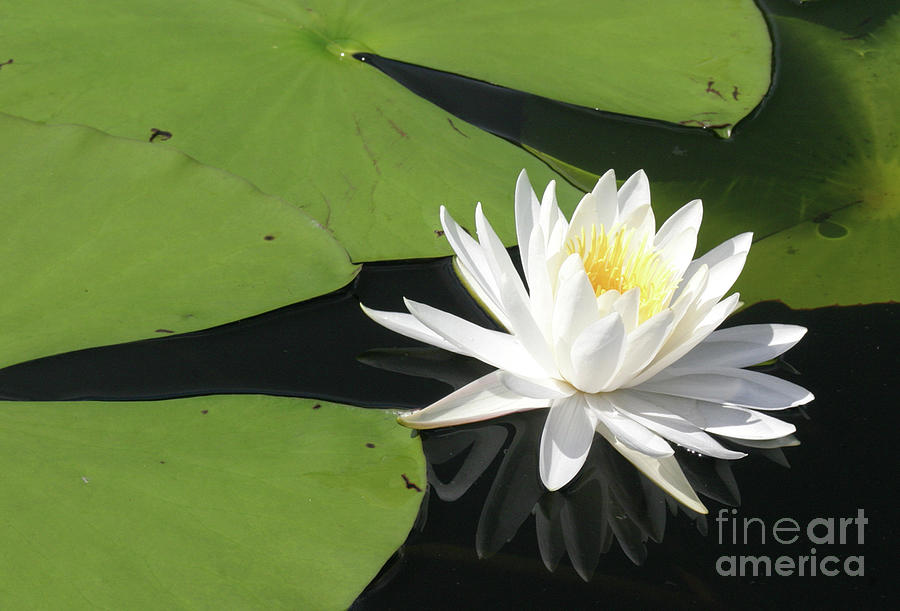White Water Lily Photograph by Karen Lindquist