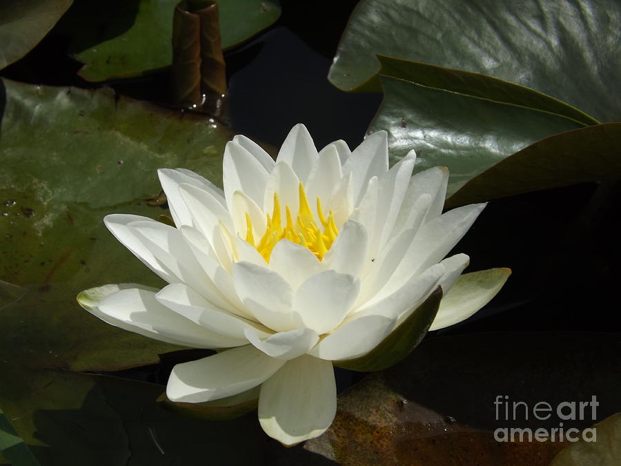 White Water Lily Photograph by Lingfai Leung