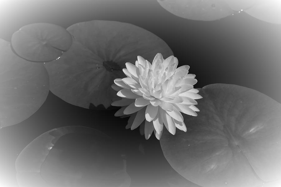 White Water Lily 2 Photograph by Mingming Jiang