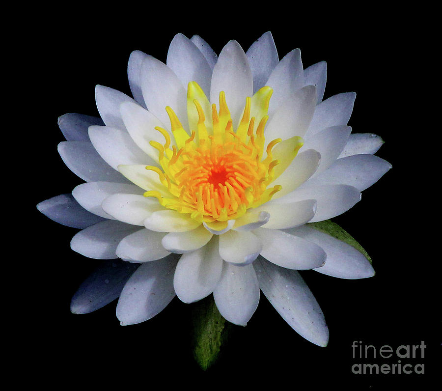 White Water Lily Photograph by Neala McCarten