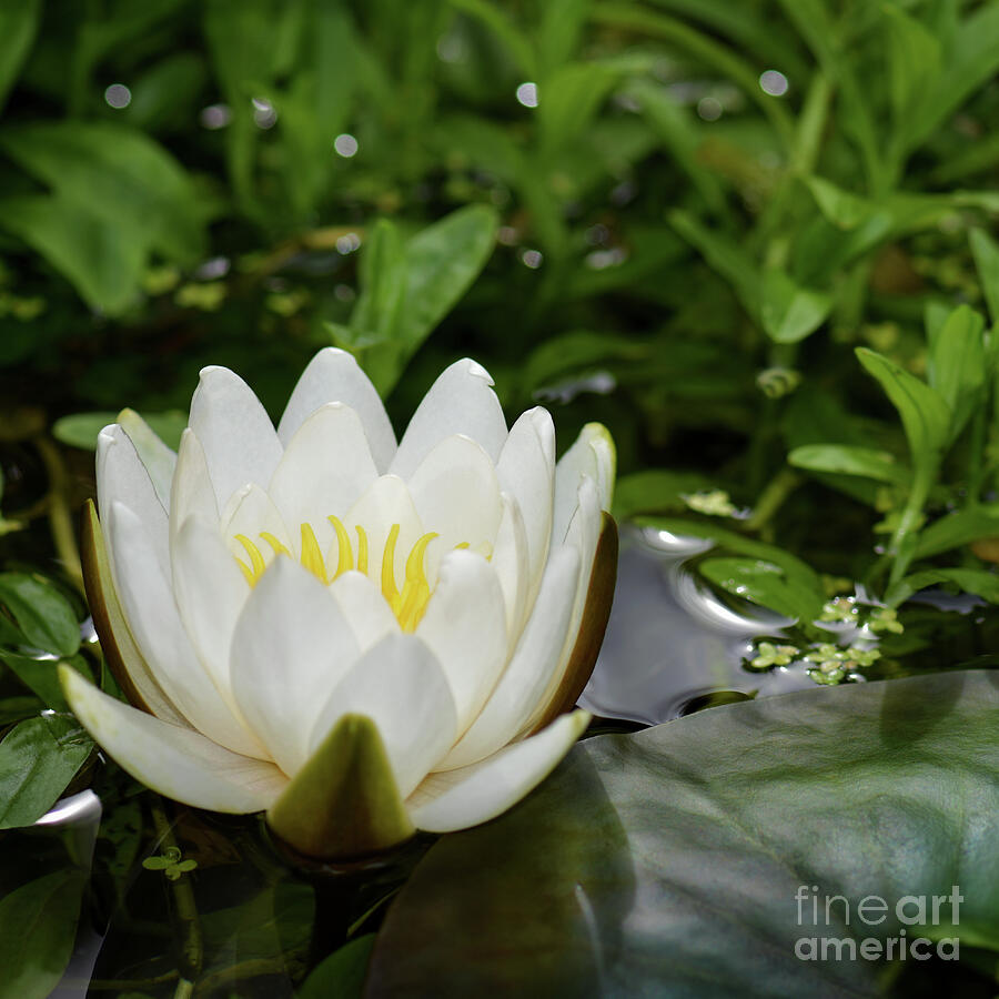 White water-lily - Nymphaea alba Photograph by Yvonne Johnstone