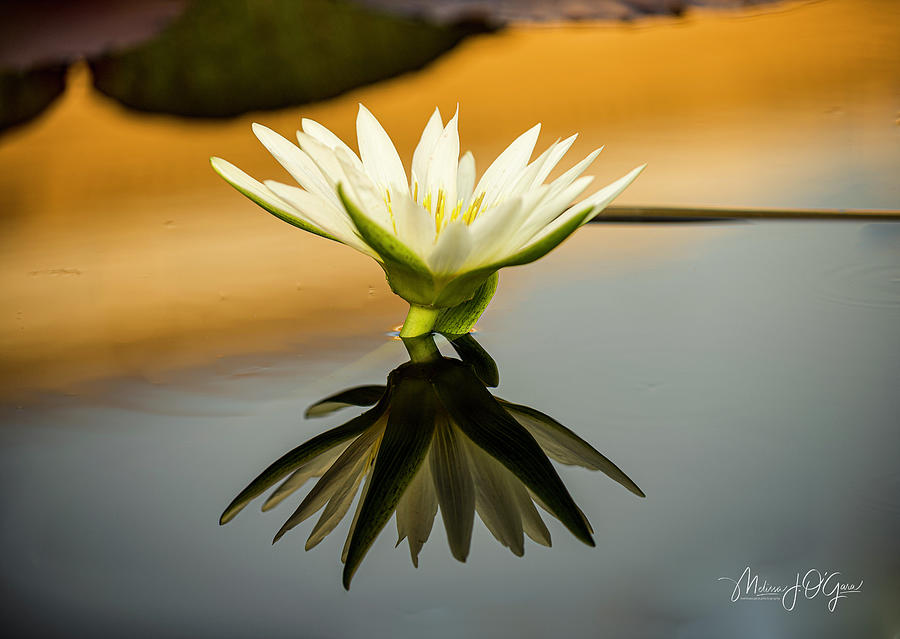 White Water Lily Reflections Photograph by Melissa OGara