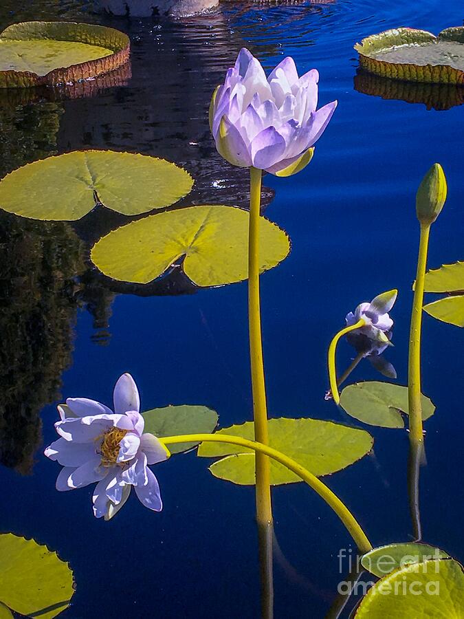 Lily Photograph - White Water Lily by Saving Memories By Making Memories