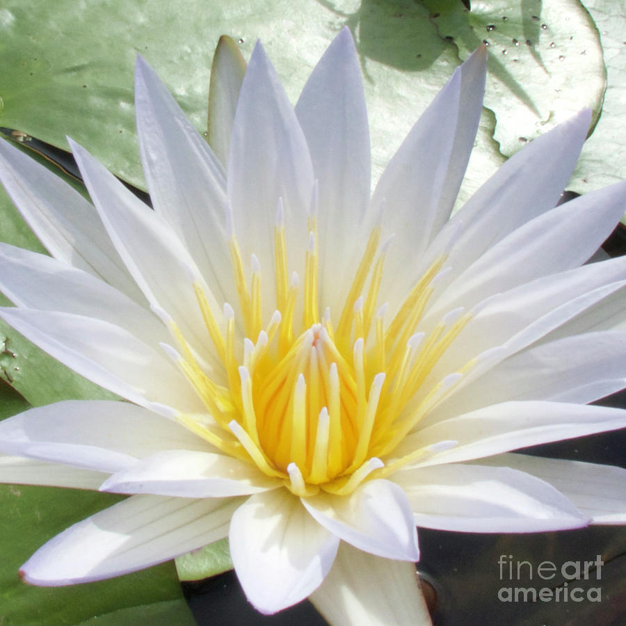 White Water Lily Photograph by Wendy Golden