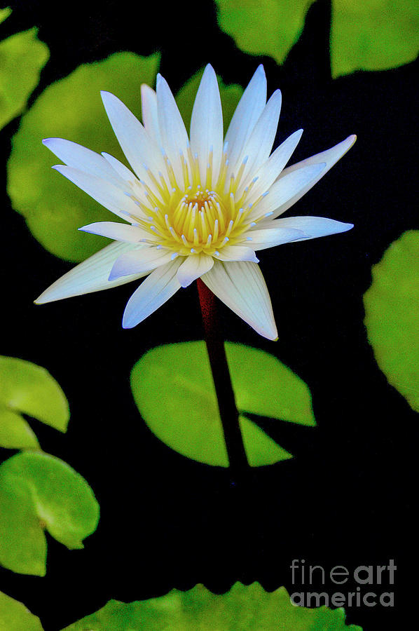 White water-lily with purple tips and yellow orange center. Photograph by Gunther Allen