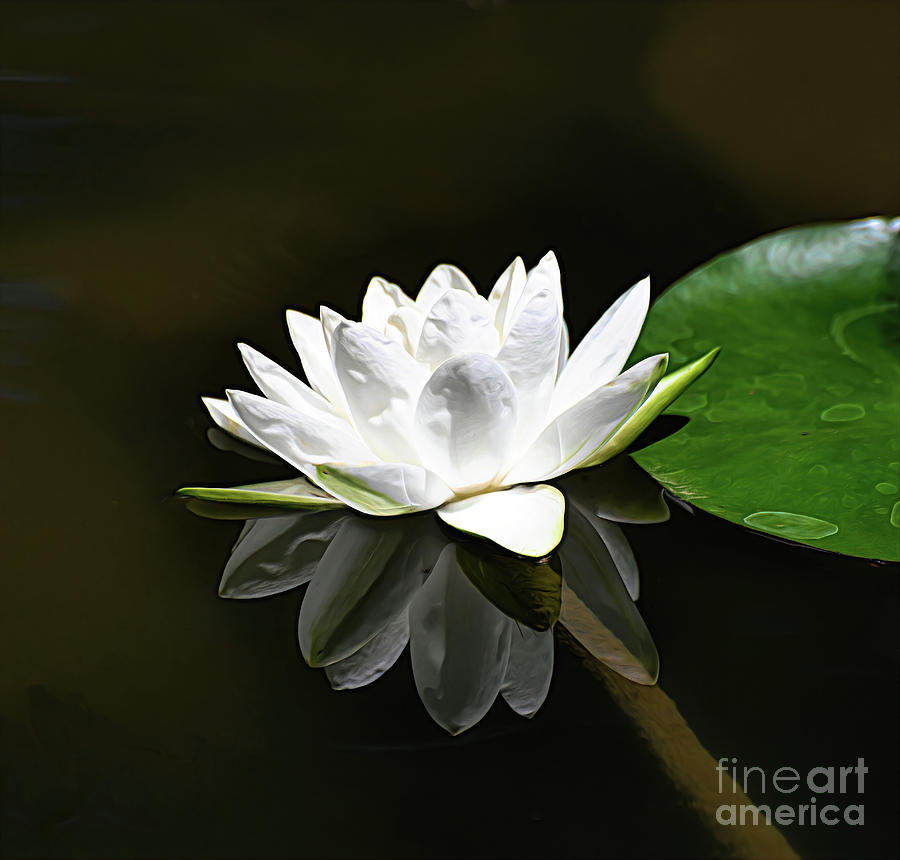 White Water Lily with Reflection Photograph by Kerri Farley