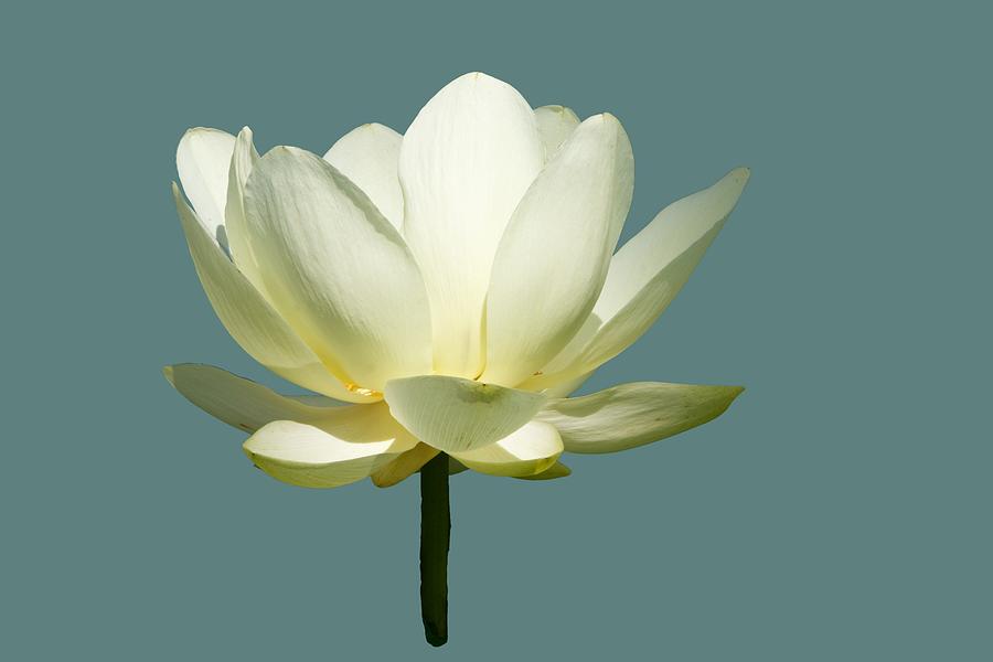 White Water Lily Photograph by Yvonne M Smith