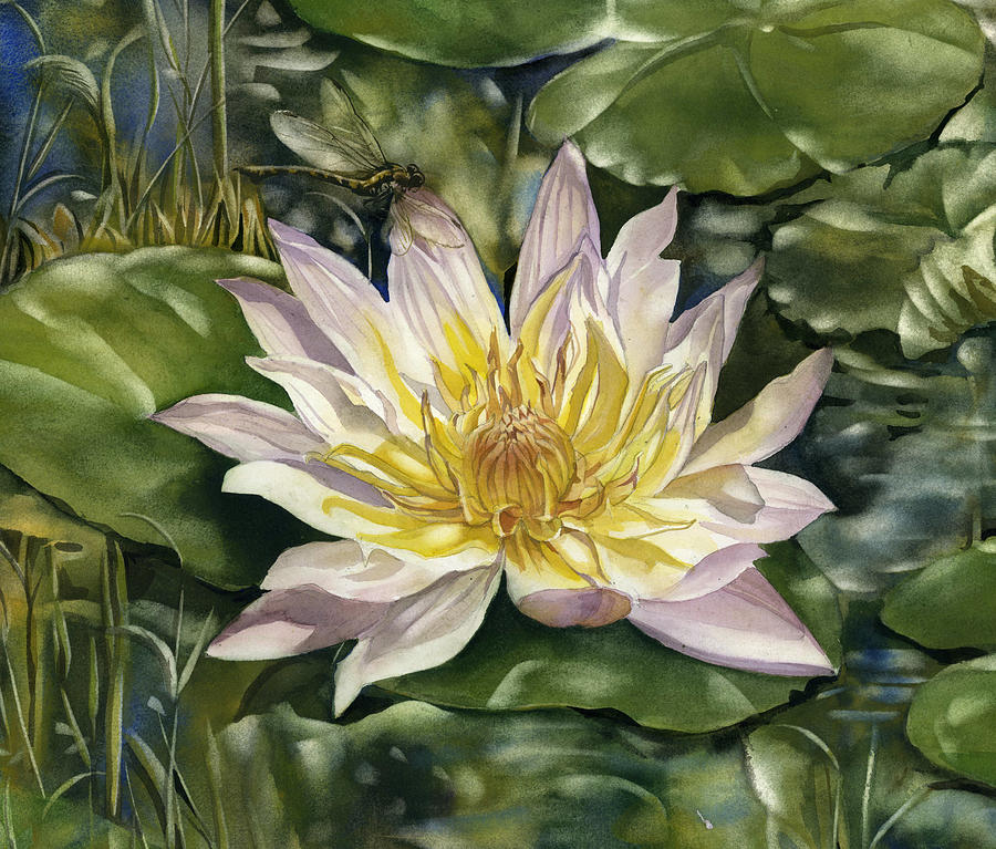 White Waterlily With Dragonfly Painting by Alfred Ng