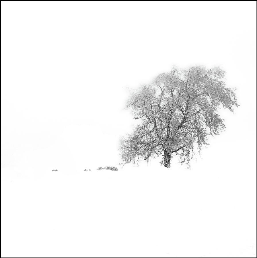 White, white World Photograph by Angelika Vogel