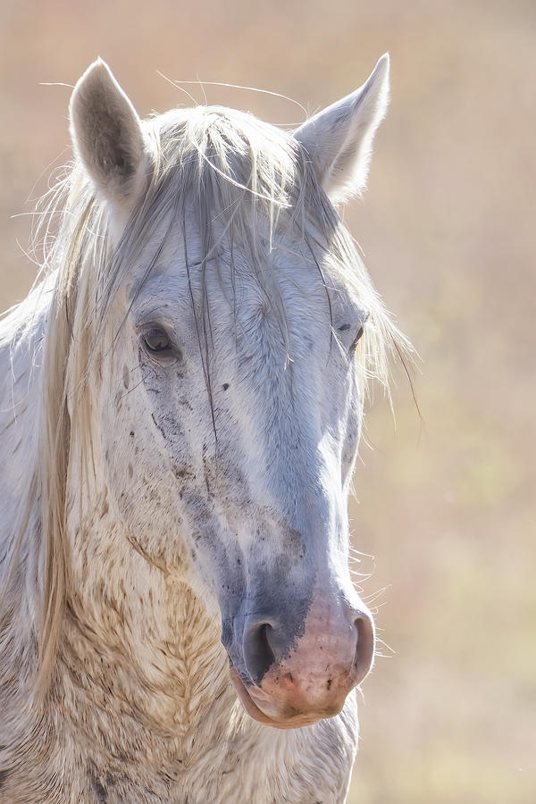 White Wild Horse with Wistful Eyes Photograph by Belinda Greb