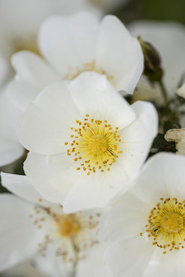 White Wild Rose Photograph by Andrew Dernie