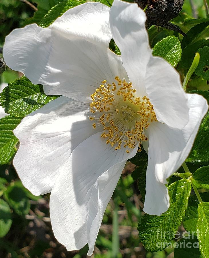 Rose Photograph - White Wild Rose by Beverly Livingstone
