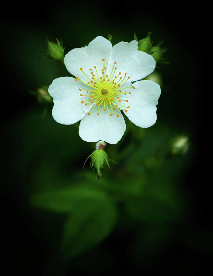 White Wild Rose Photograph by Carolyn Derstine