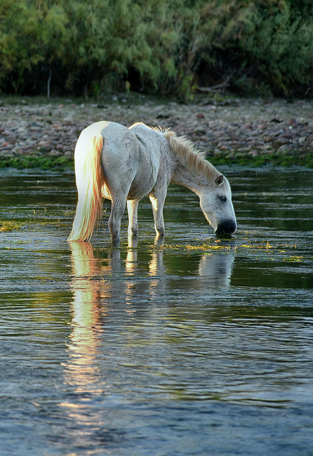 White Wild Salt River Horse Photograph by Dave Dilli