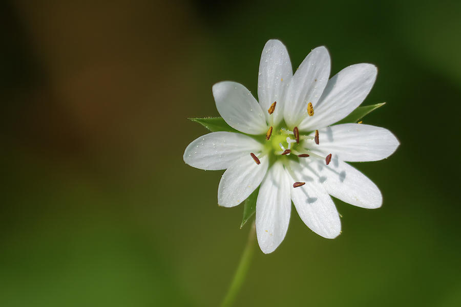 White Wildflower Photograph by Brook Burling