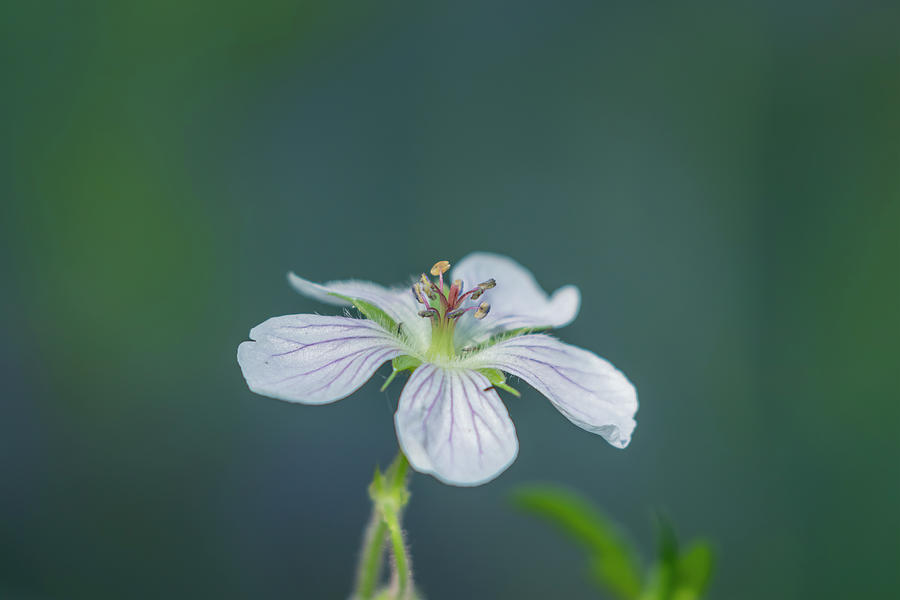 White Wildflower Photograph by Laura Terriere