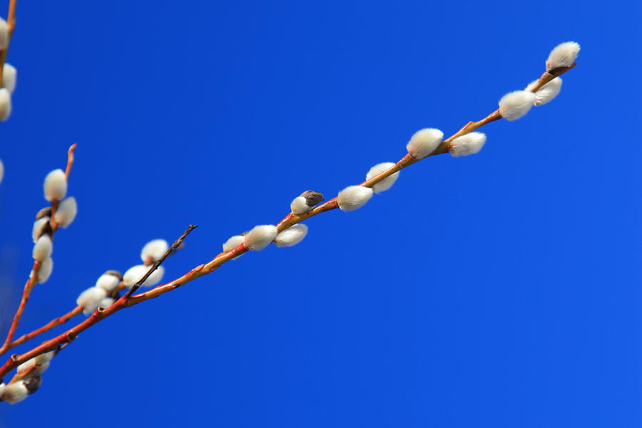 White Willow Catkin on blue sky Photograph by Pejft