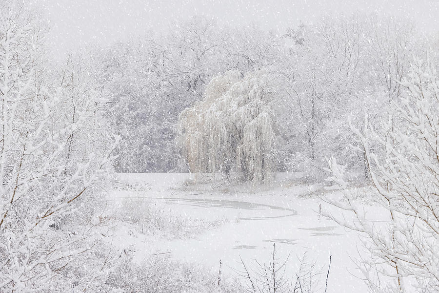 White Willow in a Snow Storm Photograph by Patti Deters