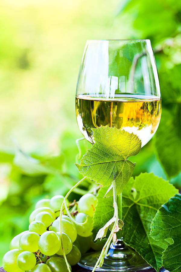 White Wine In Vineyard Photograph by Igorr1