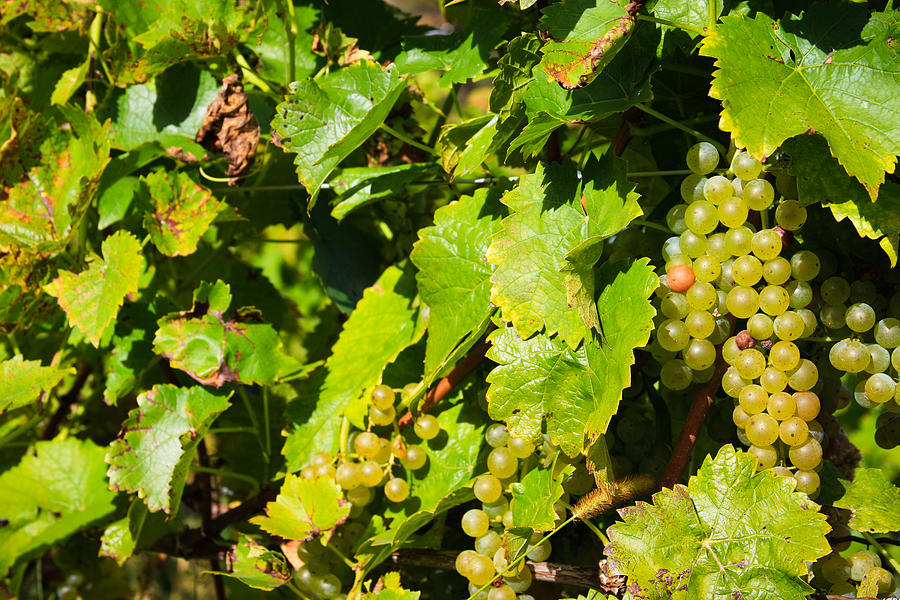 White Wine on the Vine Photograph by Bonny Puckett