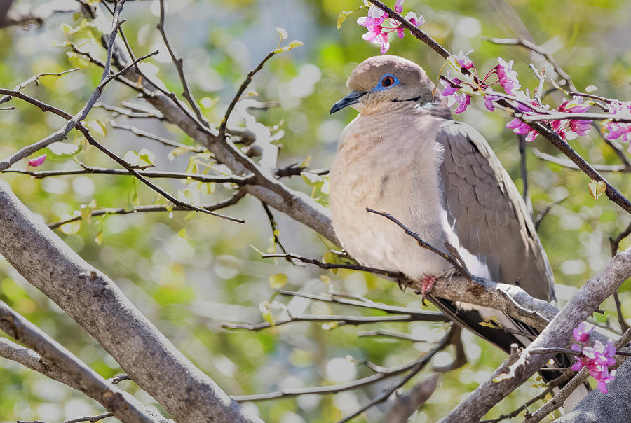 White Winged Dove In Austin Photograph by Jim Wilce