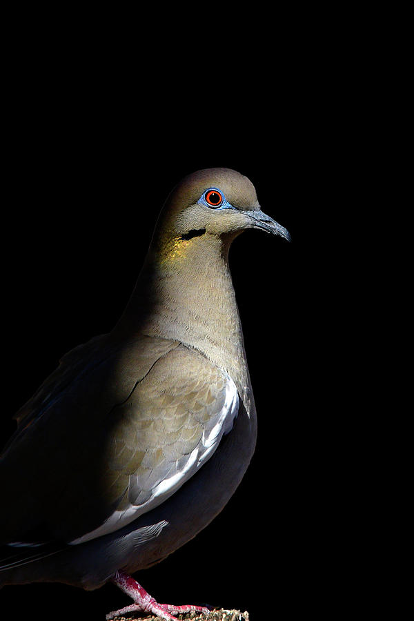 White Winged Dove on Black Background Photograph by Sandra Js