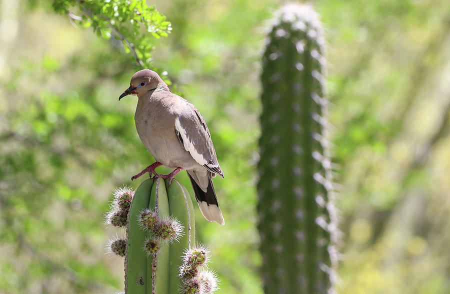 White Winged Dove on Cactus Photograph by Dawn Richards