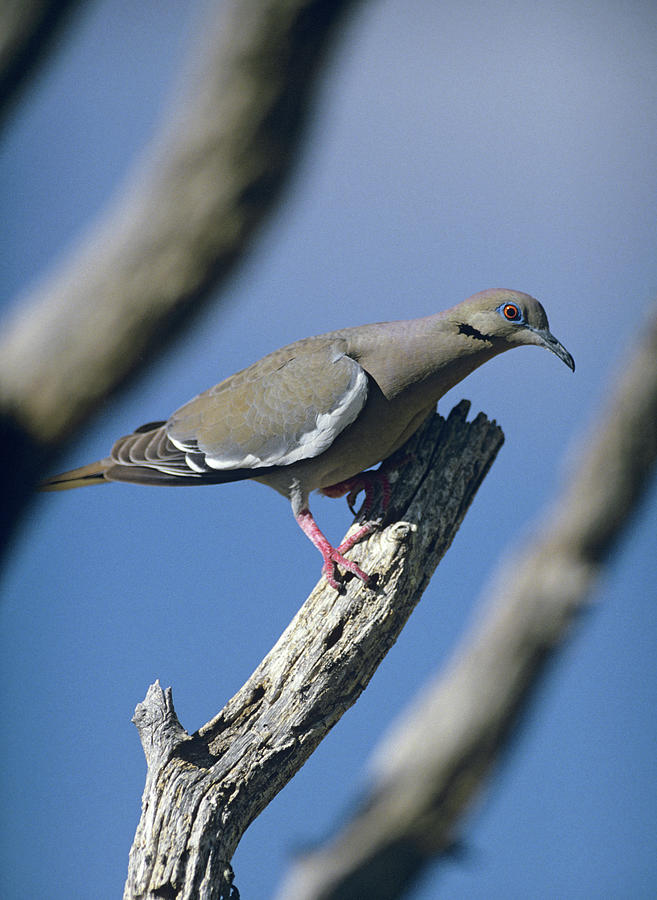 Dove Photograph - White winged Dove by Tim Fitzharris