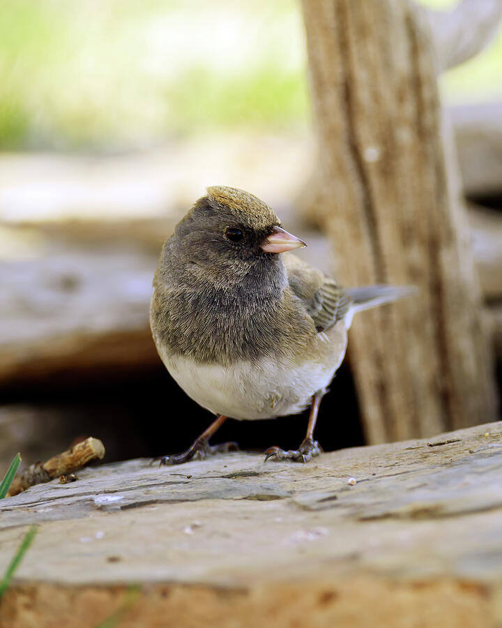 White-winged junco Photograph by Gary Langley