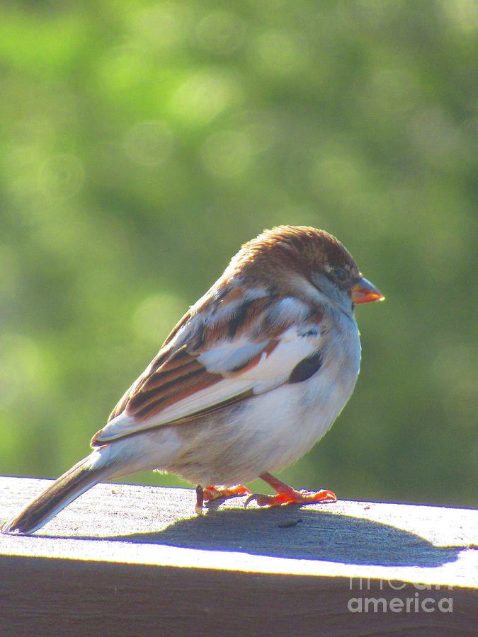 White Winged Sparrow Photograph by Susan Carella