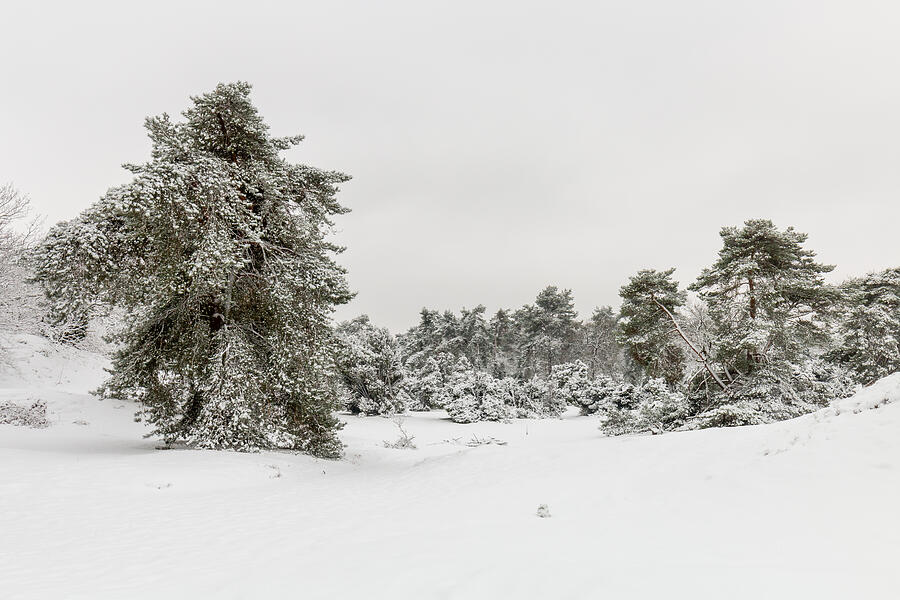 White Winter Boshuizerbergen Photograph by William Mevissen